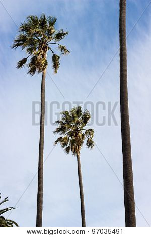 Wind Blown Palm Trees