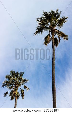 Wind Blown Palm Trees