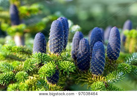 Caucasian fir tree cones close-up. Called also Abies nordmanniana or the Nordmann fir 