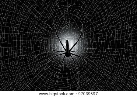 Spider Web