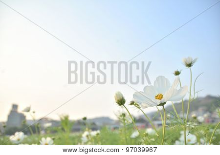 Daisy Background