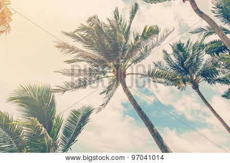 Coconut Plam Tree On Beach Of Nature Background In Vintage Style