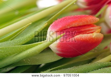 Tulip And Many  Leaves