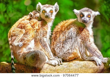 Cute  Ruffed Lemur In His  Natural Habitat Of Wildlife.