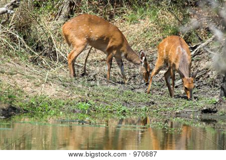 Bushbuck