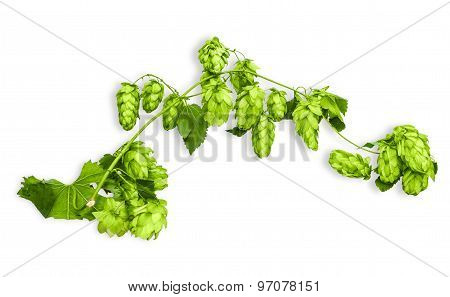 Branch Of Hops