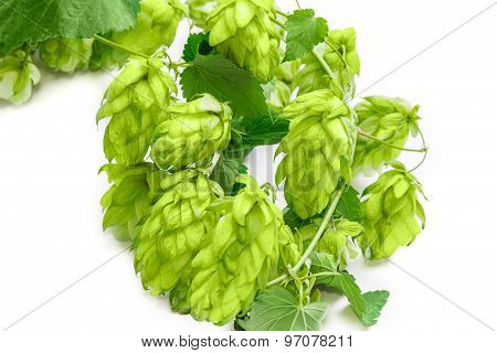 Branch Of Hops Closeup