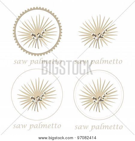 saw palmetto