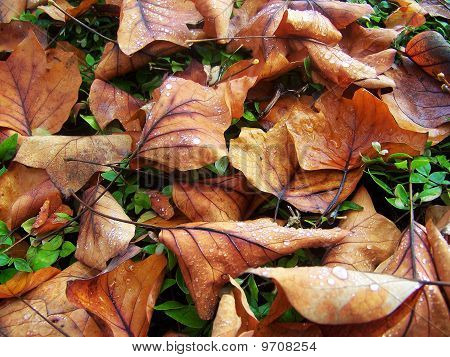 Dying Leaves