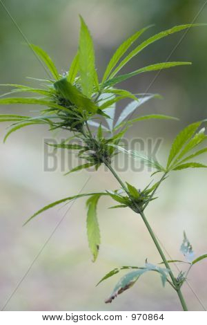 Marihuana-Cannabis