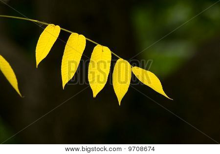 Amarillo hojas