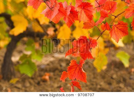 Viñedo de otoño