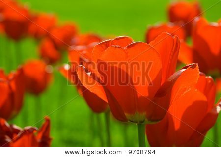 Tulipanes rojos