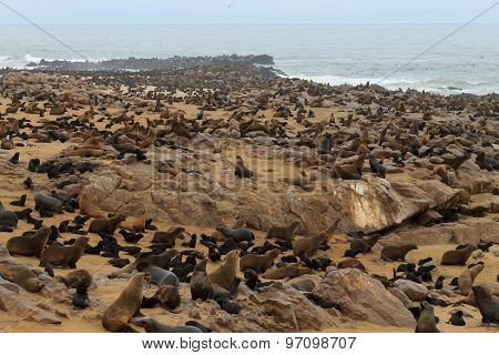 Cape Fur Seals