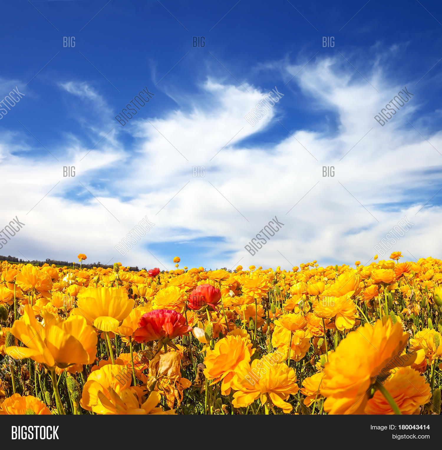 Fresh Spring Wind Image & Photo (Free Trial) Bigstock