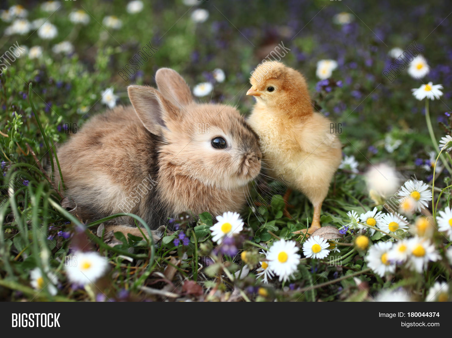 Can You Keep Bunny And Chickens Together at Angelo Zehner blog
