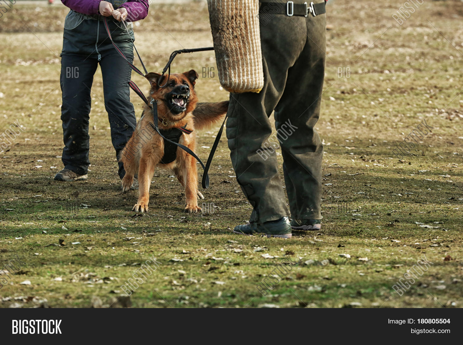 Training Working Dog Image & Photo (Free Trial) Bigstock
