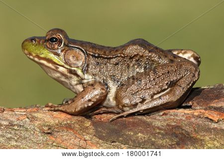 Close-up of a Green Frog (Rana clamitans) on a greenbackground