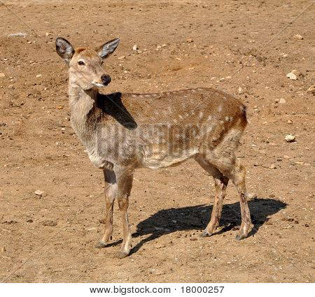 Sika Deer