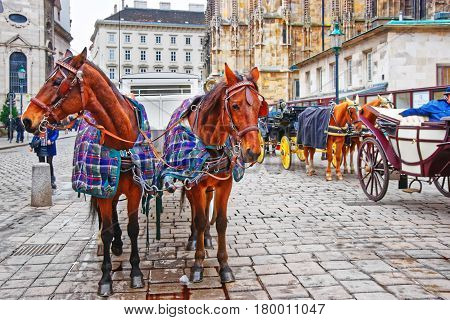 Team Of Horses And Coach At Stephansplatz In Vienna