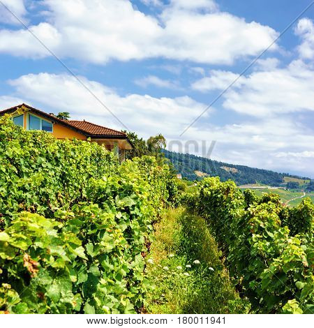 Chalet In Lavaux Vineyard Terraces Hiking Trail Lavaux Oron Switzerland