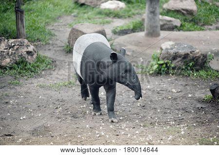 Malayan tapir (Tapirus indicus), also known as the Asian tapir.