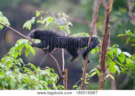 Rare and amusing animal - Binturong on a tree.