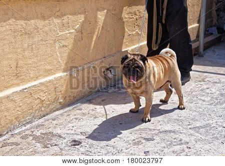 Pugdog in the street of Valletta old town Malta
