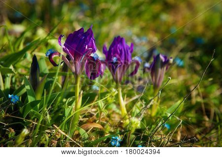 Wild flowers of the dwarf or low iris is a species of perennial herbaceous plants of the Iris family bloomed in the steppe