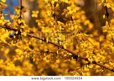 Flowering branches of a border forsythia (Forsythia x intermedia)