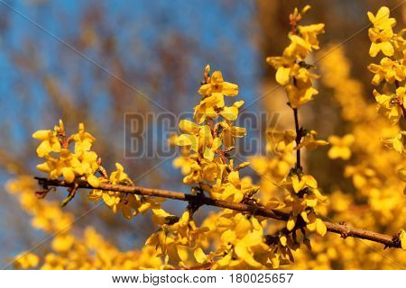 Flowering branches of a border forsythia (Forsythia x intermedia)