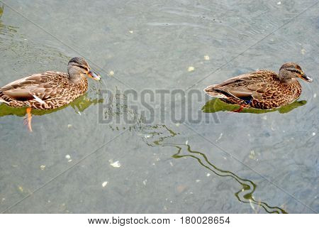 two little ducks swimming in the water