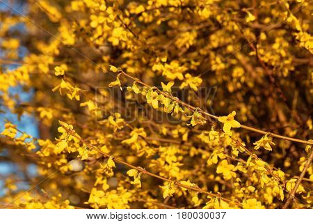 Flowering branches of a border forsythia (Forsythia x intermedia)
