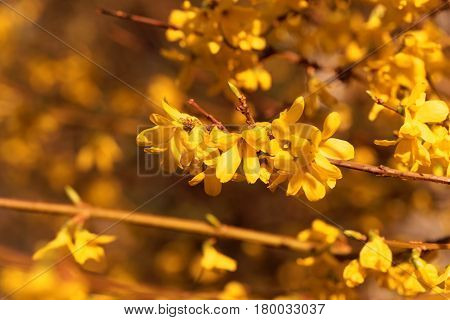Flowering branches of a border forsythia (Forsythia x intermedia)
