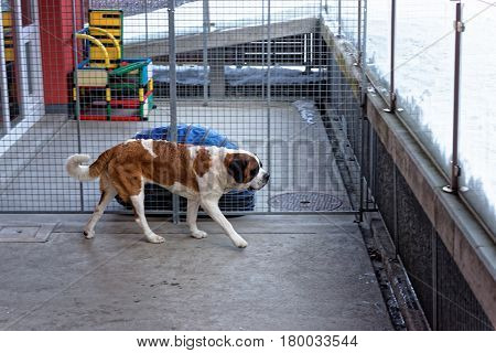 Saint Bernard Dog At Breeding Kennel In Martigny