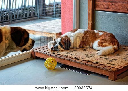 Saint Bernard Dogs At Breeding Kennel Martigny