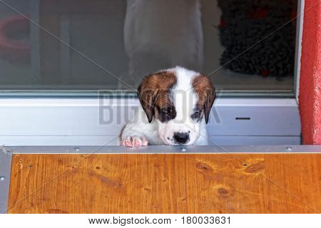 Saint Bernard Puppy At Breeding Kennel Martigny