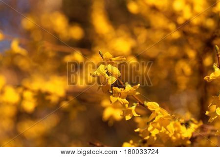 Flowering branches of a border forsythia (Forsythia x intermedia)