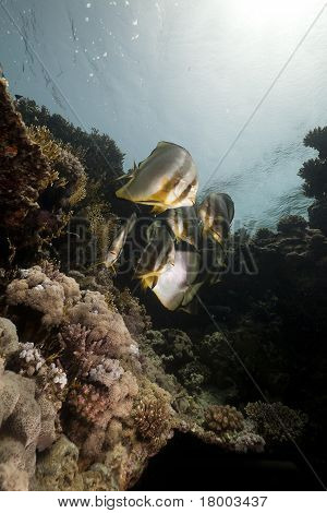 Spadefish og koralrev i det Røde Hav.