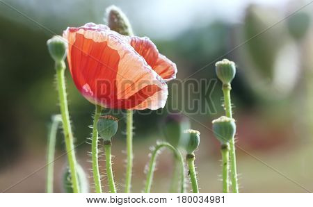 Wild Coquelicot flowers bloom in the beautiful afternoon sunshine