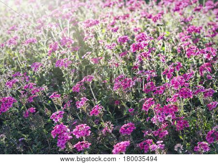 Verbena Bonariensis flowers field in the afternoon light fades in beautiful sunshine.