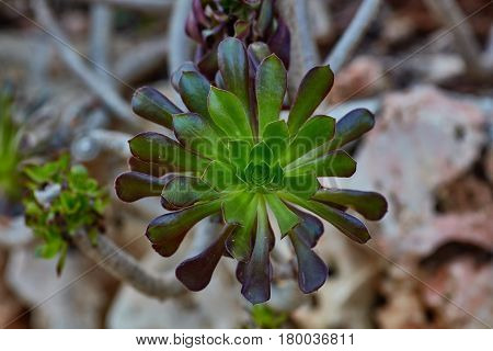 Wild Growing Succulents