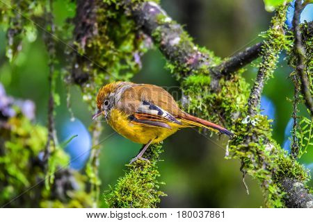 Bar-throated minla holding on branch in Inthanon national park of Thailand