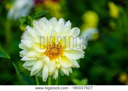 Close up white Dahlia flower with dew drops in public park.