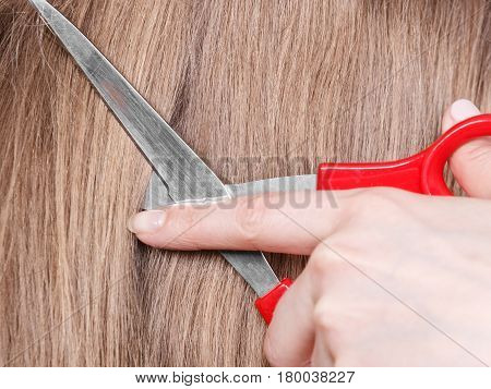 Red Scissors On Blonde Hair. Close Up.