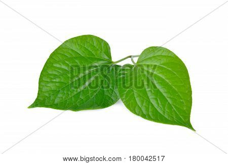 fresh wildbetal leafbush with stem on white background