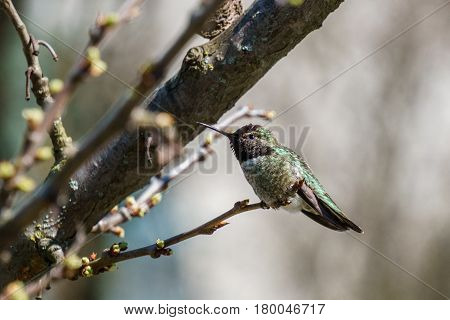 Green Hummingbird Bird On The Branch With Blury Background