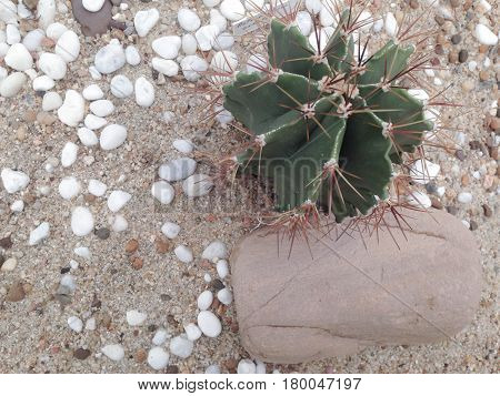 Astrophytum Ornatum