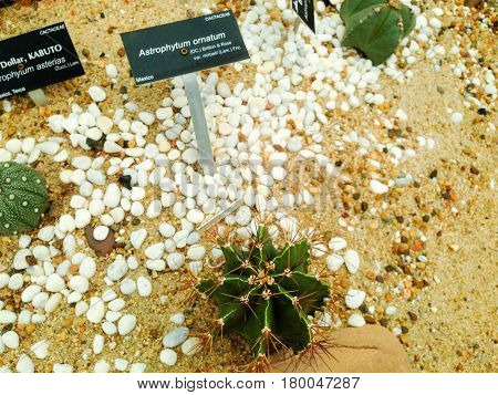 Astrophytum Ornatum