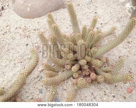Mammillaria Elongata Dc.